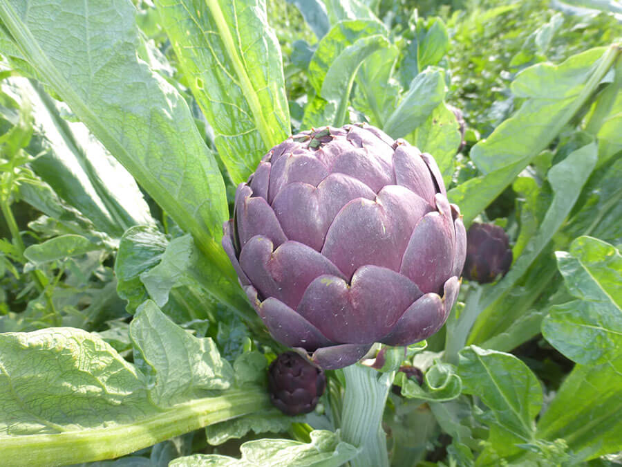 ARTICHAUT ROMANESCO