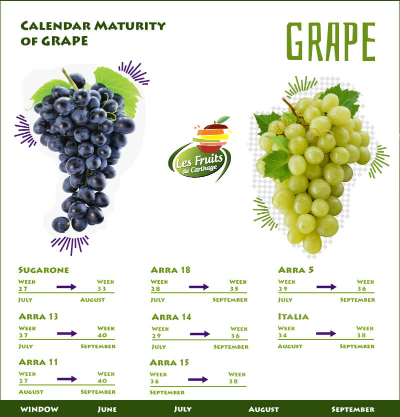 Calendrier de maturité Raisin