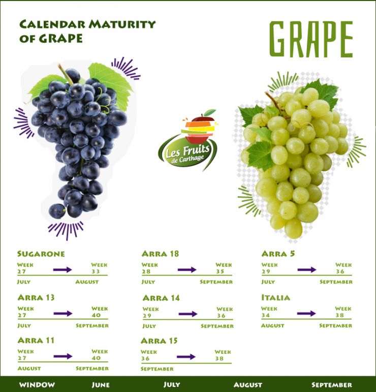 Calendrier de maturité Raisin